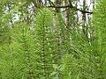 PrehistoricTrees